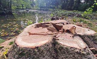 Erst vor wenigen Tagen war eine der amerikanischen Eichen im Schiederaner Schlosspark gefällt worden. Jetzt folgte die zweite. - Marianne Schwarzer