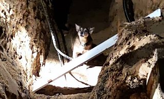 Der Hund einer Detmolderin ist beim Spaziergang in eine Baugrube gest&uuml;tzt. Die Feuerwehr konnte das tapfere Kerlchen befreien. - Feuerwehr Detmold