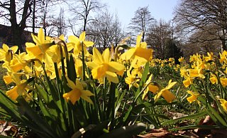 Narzissen und viele andere Frühlingsblumen zeigen schon ihre Blüten. - Kirsten Fuhrmann