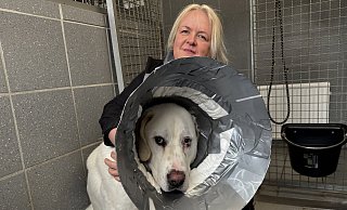 Melanie Vogt mit "Kostja". Der Hund muss aufgrund einer vorangegangenen Augenoperation derzeit einen Trichter tragen, damit er sich nicht am Auge kratzt. - Sven Kienscherf