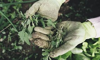 Unkraut wuchert in den Stadtteilen - der Bauhof kommt aus personellen Gr&uuml;nden mit der Arbeit nicht nach. - Pixabay