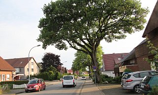 Die Pivitsheider Straße ist von teils recht alten Bäumen gesäumt - die CDU vermutet, dass nicht jeder ausreichend standfest ist. Auch entsprächen die markierten Radwege nicht der gültigen Norm. - Dieter Asbrock