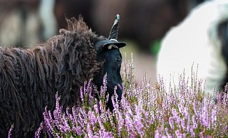 Bei Bispingen in der L&uuml;neburger Heide knabbert eine Heidschnucke an einer Heidepflanze. - Foto: Philipp Schulze