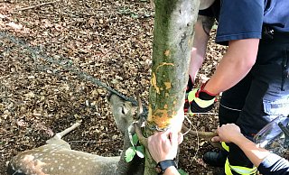 Feuerwehrleute retten einen Hirsch. - Feuerwehr Detmold