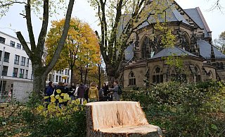 Aus Sicht der Grünen sind zu viele Bäume gefällt und nicht – wie beschlossen – im Verhältnis 3:1 nachgepflanzt worden. Deswegen wollen sie für das nächste Jahr eine Potenzialanalyse für mögliche Standorte. Das ist einer von vielen Anträgen. - Sven Koch