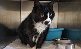 Madame Poutine sucht ein liebevolles Zuhause. - Tierheim Detmold