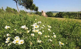 Diesen Blühstreifen auf dem Eggeberg bei Kalldorf haben Gemeinde und Vereinsgemeinschaft angelegt. Er soll Insekten Nahrung liefern. - Jens Rademacher