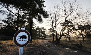 In der Umgebung des Truppenübungsplatzes in Senne sei auch für die kommenden Wochen mit Schießlärm und der Sperrung der Durchgangsstraßen zu rechnen. - Vera Gerstendorf-Welle