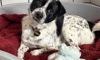 Archie ist noch meist verunsichert, wenn er neue Menschen kennenlernt. - Tierheim Vlotho Archie ist noch meist verunsichert, wenn er neue Menschen kennenlernt. - Tierheim Vlotho