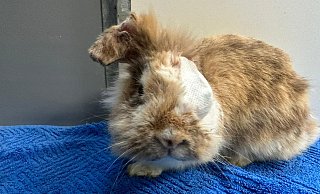 Eine Kämpfernatur: Alina musste ein Auge entfernt und ein Ohr amputiert werden. - Tierheim Detmold