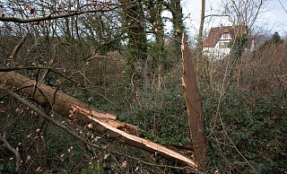 Nach dem Sturm laufen in den lippischen Wäldern die Aufräumarbeiten. - Friso Gentsch/dpa Nach dem Sturm laufen in den lippischen Wäldern die Aufräumarbeiten. - Friso Gentsch/dpa