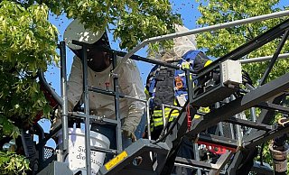 Die Feuerwehr Detmold hat ein Bienenvolk gerettet, dass sich an der Bachschule niedergelassen hatte. - Feuerwehr Detmold