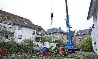 In Detmold dürfen Bäume jederzeit gefällt werden - eine Baumschutzsatzung gibt es derzeit nicht. Die Grünen wollen das ändern.  - Jost Wolf
