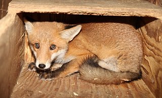 Ein ver&auml;ngstigter Fuchs. - Archivfoto: Vera Gerstendorf-Welle
