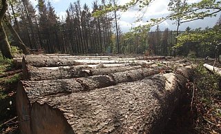 Klima in Lippe: Viele Bauern klagen über Ernteausfälle und das Fichtensterben. Insektenschwund und Unwetter sprechen verweisen auf erhelbliche Probleme. - Montage: Vera Gerstendorf-Welle