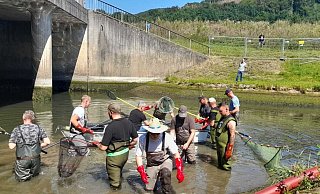 Mitglieder der Gemeinschaft für Fischerei und Naturschutz (GFN) holen mit kleinen Elektroschocks die Fische aus dem Tosbecken und transportieren sie zurück in den See. - GFN Mitglieder der Gemeinschaft für Fischerei und Naturschutz (GFN) holen mit kleinen Elektroschocks die Fische aus dem Tosbecken und transportieren sie zurück in den See. - GFN
