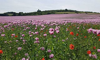 So schön blühte der Mohn in diesem Jahr. - Birgit Zierke So schön blühte der Mohn in diesem Jahr. - Birgit Zierke