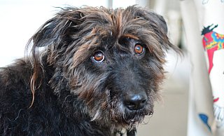 Für Hunde wird es wohl vorerst keine Auslauffläche in Bad Salzuflen geben. - Benjamin Mellies Für Hunde wird es wohl vorerst keine Auslauffläche in Bad Salzuflen geben. - Benjamin Mellies