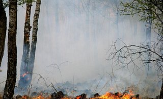 Ist es länger trocken, wie derzeit, dann steigt die Waldbrandgefahr. Die Feuerwehr Lage hat spezielles Equipment, und derzeit werden Karten mit Waldrettungspunkten erstellt. - Wald und Holz NRW / T. Deckert Ist es länger trocken, wie derzeit, dann steigt die Waldbrandgefahr. Die Feuerwehr Lage hat spezielles Equipment, und derzeit werden Karten mit Waldrettungspunkten erstellt. - Wald und Holz NRW / T. Deckert
