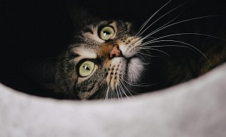 Die Feuerwehr hat am Freitag eine Katze aus einem Regenwasserrohr gerettet. - Symbolbild: Pixabay Die Feuerwehr hat am Freitag eine Katze aus einem Regenwasserrohr gerettet. - Symbolbild: Pixabay