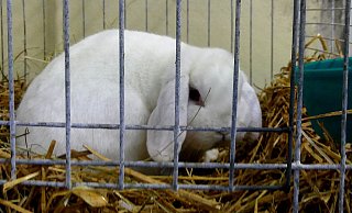 Ein Zwergwidder, bewertet mit hervorragend - Rudi Rudolph