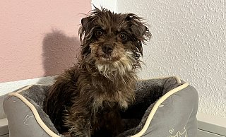 Mittlerweile geht es H&uuml;ndin "Patchy" deutlich besser. - Tierheim Bad Salzuflen