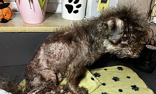 Hund "Patchy" war v&ouml;llig verwahrlost als er ins Salzufler Tierheim kam. - Sven Kienscherf