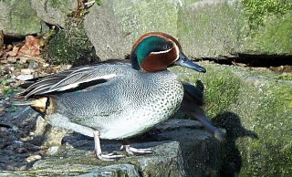 Die Krickente gehört zu den Tieren, die im Naturschutzgebiet Heipker See leben oder sich dort angesiedelt haben, seit es unter Naturschutz steht. - NABU Leopoldshöhe Die Krickente gehört zu den Tieren, die im Naturschutzgebiet Heipker See leben oder sich dort angesiedelt haben, seit es unter Naturschutz steht. - NABU Leopoldshöhe