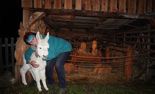 Eselfohlen "Raphael" ist nicht viel größer als die Holzfiguren in der Krippe, die Anja Queren-Büker für die Spaziergänger sichtbar auf ihrem Hof aufgebaut hat. - Michaela Weiße Eselfohlen "Raphael" ist nicht viel größer als die Holzfiguren in der Krippe, die Anja Queren-Büker für die Spaziergänger sichtbar auf ihrem Hof aufgebaut hat. - Michaela Weiße