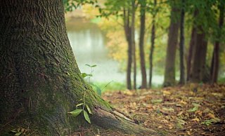 Eine Potenzialanalyse soll Standorte aufzeigen. - Pixabay