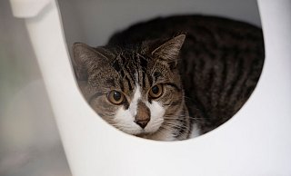Eine Katze sitzt in einer Box. - Paul Zinken/dpa/Symbolbild Eine Katze sitzt in einer Box. - Paul Zinken/dpa/Symbolbild