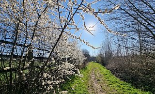 Ein herrlicher Spaziergang entlang der Pferdekoppel in Leopoldshöhe-Schuckenbaum. So schön ist der Frühling in Lippe! - Kirsten Fuhrmann Ein herrlicher Spaziergang entlang der Pferdekoppel in Leopoldshöhe-Schuckenbaum. So schön ist der Frühling in Lippe! - Kirsten Fuhrmann