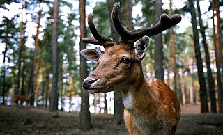 - Symbolbild: Pixabay - Symbolbild: Pixabay