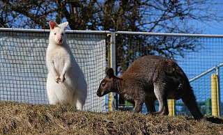Schneeflocke (links) ist neues Mitglied der Känguru-Gruppe im Vogelpark Heiligenkirchen. - Janet König Schneeflocke (links) ist neues Mitglied der Känguru-Gruppe im Vogelpark Heiligenkirchen. - Janet König