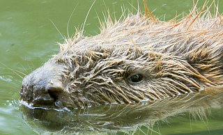 So gut, wie die Bielefelder Naturfilmer Svenja und Ralph Schieke den Biber an der Weser bei Bad Oeynhausen vor die Linse bekommen haben, ist es bisher niemandem in Lippe gelungen. - Makro Tele-Film So gut, wie die Bielefelder Naturfilmer Svenja und Ralph Schieke den Biber an der Weser bei Bad Oeynhausen vor die Linse bekommen haben, ist es bisher niemandem in Lippe gelungen. - Makro Tele-Film