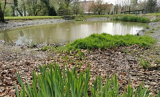 Der Bossenteich im Bösingfelder Zentrum soll mit Leader-Mitteln auf Vordermann gebracht werden. Ein Problem ist der niedrige Wasserstand. - Sylvia Frevert Der Bossenteich im Bösingfelder Zentrum soll mit Leader-Mitteln auf Vordermann gebracht werden. Ein Problem ist der niedrige Wasserstand. - Sylvia Frevert