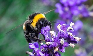 Ein ganzes Paket neuer Regeln soll Insekten mehr Schutz geben. - Jens Büttner/dpa-Zentralbild/dpa