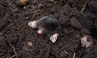 Weil er einen Maulwurf brutal getötet haben soll, muss sich ein Rentner 2014 vor Gericht verantworten. - Symbolbild: Pixabay