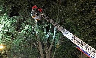 Hoch oben in der Baumkrone hingen mehrere lose Äste, die durch die Wehr sicher entfernt werden konnten. - Feuerwehr Lügde