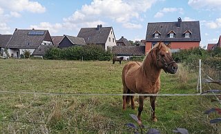 Noch grasen hier Pferde, aber schon bald rollen die Bagger: Auf diesem Grundstück in Alverdissen sollen Wohnhäuser entstehen. - Sylvia Frevert