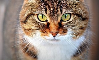 Vier Katzen sind in Horn-Bad Meinberg vermutlich durch Rattengift gestorben. - Symbolbild: Pixabay Vier Katzen sind in Horn-Bad Meinberg vermutlich durch Rattengift gestorben. - Symbolbild: Pixabay