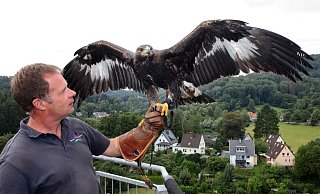 Peter der aktuelle: Der Steinadler, der den Namen seines Vorgängers aus den Gründertagen der Adlerwarte trägt, sitzt hier auf der Hand von Falkner Klaus Hansen hoch über der hügeligen Szenerie Berlebecks. Die Einrichtung soll ausgebaut werden. - Bernhard Preuss Peter der aktuelle: Der Steinadler, der den Namen seines Vorgängers aus den Gründertagen der Adlerwarte trägt, sitzt hier auf der Hand von Falkner Klaus Hansen hoch über der hügeligen Szenerie Berlebecks. Die Einrichtung soll ausgebaut werden. - Bernhard Preuss