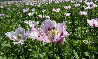 So sch&ouml;n hat der Mohn im vergangenen Sommer in Kalletal gebl&uuml;ht. - Nadine Uphoff