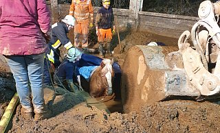 Bei diesem Feuerwehreinsatz in Essen steckt ein Pferd in einer Schlammgrube fest. Das Tier war im Bereich einer Baustelle in dem sumpfigen Boden versunken. Derartige Vorfällen in Lippe rufen den Alvedisser Frank Lehmeyer auf den Plan. - Feuerwehr Essen/dpa Bei diesem Feuerwehreinsatz in Essen steckt ein Pferd in einer Schlammgrube fest. Das Tier war im Bereich einer Baustelle in dem sumpfigen Boden versunken. Derartige Vorfällen in Lippe rufen den Alvedisser Frank Lehmeyer auf den Plan. - Feuerwehr Essen/dpa