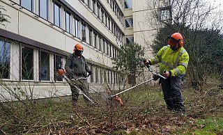 Wetter hin - Wetter her, Raphael Wilhelmi und sein Kollege Sebastian Rittmeister beginnen, das Gestrüpp rund ums Kreishaus wegzuschneiden. Hier wird das Gerüst für die Fassadensanierung stehen. - Marianne Schwarzer