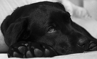 Immernoch suchen einige der Hunde, die vor einigen Wochen mit Schnittverletzungen aufgefunden wurden, nach einer neuen und vor allem sicheren Bleibe. - Pixabay Immernoch suchen einige der Hunde, die vor einigen Wochen mit Schnittverletzungen aufgefunden wurden, nach einer neuen und vor allem sicheren Bleibe. - Pixabay