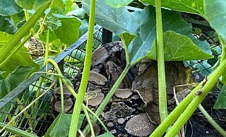 Wie das Tier in den Garten gelangen konnte, ist noch unklar. (Handout) - -/Kreispolizeibehörde Herford/dpa Wie das Tier in den Garten gelangen konnte, ist noch unklar. (Handout) - -/Kreispolizeibehörde Herford/dpa