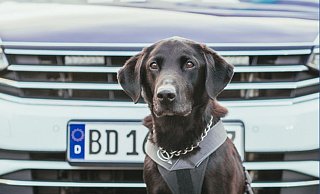 Zollhund Elvis steht vor einem Einsatzwagen des Zolls. - ---/Hauptzollamt Bielefeld/dpa/Archivbild Zollhund Elvis steht vor einem Einsatzwagen des Zolls. - ---/Hauptzollamt Bielefeld/dpa/Archivbild