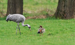 Ein seltener Gast tummelt sich in den Schiederaner Emmerwiesen. Der junge Kranich frisst sich gemeinsam mit einer Nilgans anscheinend die Energie für die Weiterreise an. Foto: Robin Jähne - Robin Jähne Ein seltener Gast tummelt sich in den Schiederaner Emmerwiesen. Der junge Kranich frisst sich gemeinsam mit einer Nilgans anscheinend die Energie für die Weiterreise an. Foto: Robin Jähne - Robin Jähne