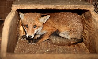 Der Stress, dem der Fuchs in der Trainingsanlage ausgesetzt ist, treibt die Tiersch&uuml;tzer um. Archivfoto: Vera Gerstendorf-Welle - vera gerstendorf-welle